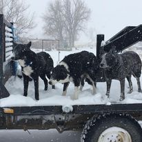 Ranch dogs