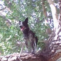 Dog in a tree